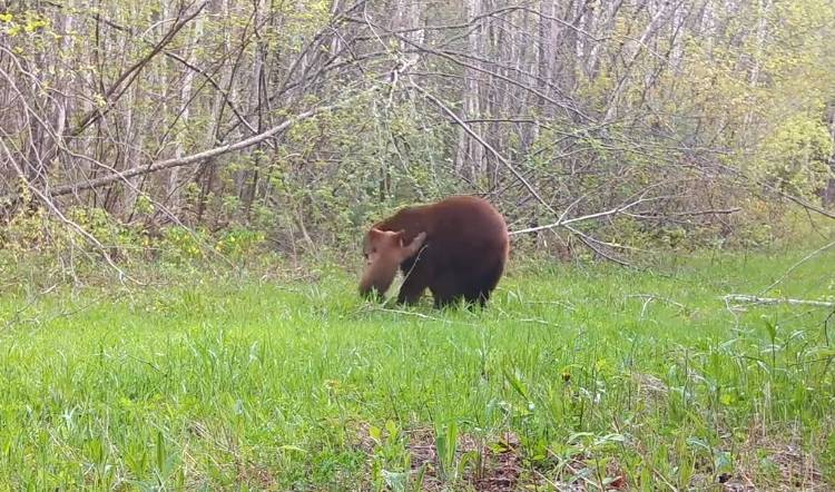 Niedźwiadek nie miał litości dla fotopułapki. Ostatnie nagranie z kamery opublikowano w sieci [WIDEO]
