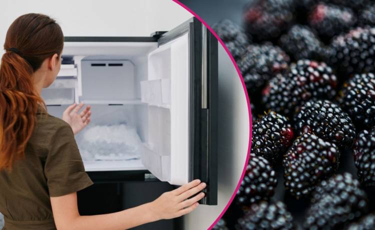 Dlaczego warto mrozić jeżyny?, fot. Shutterstock