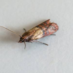 Mole spożywcze w domu. Jak się ich pozbyć? Skuteczne sposoby na "nieproszonych gości"