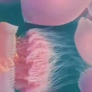 Niezwykłe odkrycie na filipińskim wybrzeżu. Pojawiły się tam tysiące różowych meduz!