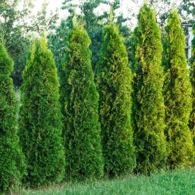 Te rośliny to siedlisko kleszczy. Unikaj ich w ogrodzie