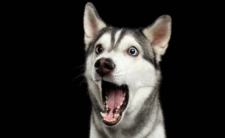 Rośliny, które mogą okazać się zabójcze dla czworonogów