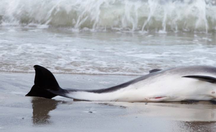 Delfinom grozi wyginięcie? 1100 martwych i brutalnie okaleczonych ssaków na francuskim wybrzeżu