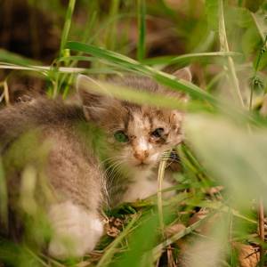 Mały kot zaklinował się w rurze. Spędził tam trzy dni [WIDEO]