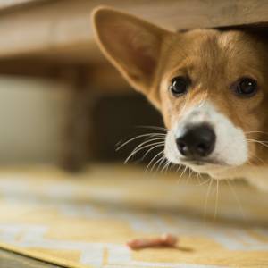 Zestresowane psy w sylwestra - jak możesz im pomóc? 