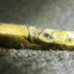 Przy drodze znalazła tajemnicze zwierzę. Chciała mu pomóc, a ono mocno ją poturbowało [WIDEO]