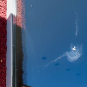 Dlatego ptak uderza w szybę. Jak reagować?