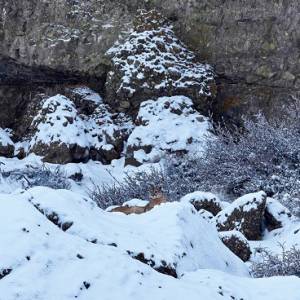 Puma w okolicy wyciągu narciarskiego? Mieszkańcy Sądecczyzny zaczynają się bać