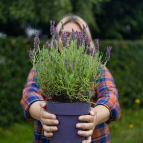 Koniec plastikowych doniczek? Unijne przepisy zmienią rynek roślin