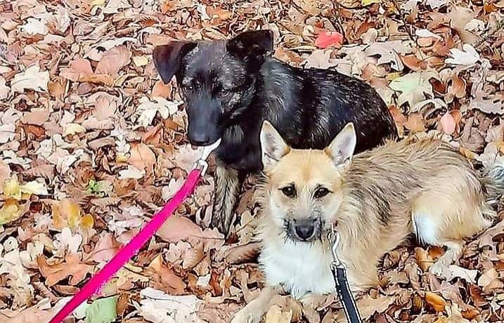 Psiaki pilnie szukają domu. "Dolce i Gaba nie potrafią bez siebie żyć"