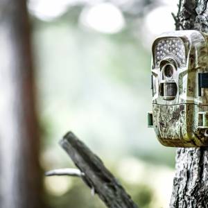 Wspólny posiłek dzikich zwierząt. Ukryta kamera uchwyciła niezwykłe ujęcia! [WIDEO]