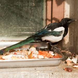 Dlaczego sroki pukają w szybę? Mało kto zna odpowiedź