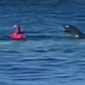 Turystka pływała na wybrzeżu. Nagle zaatakowała ją foka [WIDEO]