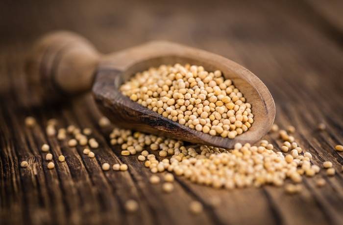 W gorczycy białej wykryto Salmonellę! Jest ostrzeżenie GIS