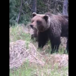 Niezdarny niedźwiadek z impetem spada z drzewa. Reakcja mamy rozbawiła internautów! [WIDEO]