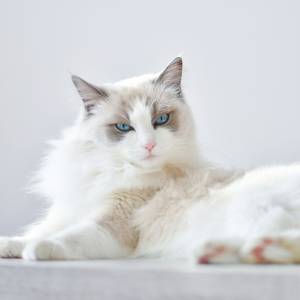 Kot doprowadził do wypadku na S5. Futrzasty zbieg jest poszukiwany. Co z kierowcą?