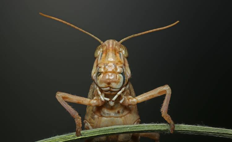 Iran zaatakowany przez plagę szarańczy. Owady pustoszą uprawy