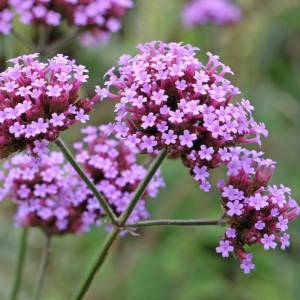 Zaskakujące zastosowania werbeny, o których nie miałeś pojęcia!