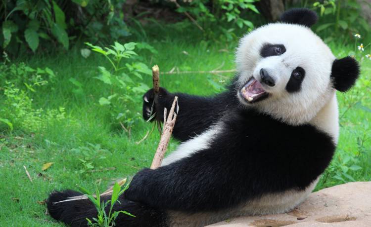 Pandy po 10 latach zaczęły spółkować w zamkniętym zoo. Skutki pandemii koronawirusa