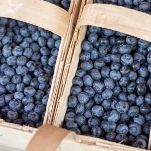 Wysoki mandat za zbieranie jagód w lesie. Komu grozi?