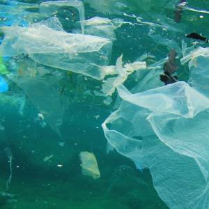 Przerażające znalezisko na wybrzeżu Filipin: W brzuchu martwego walenia znaleziono 40 kg śmieci