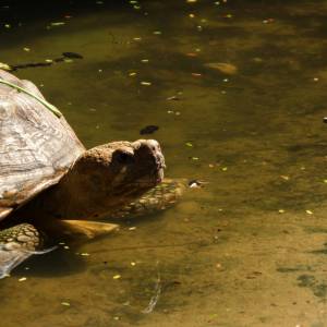 5 najdłużej żyjących zwierząt. Spodziewasz się, ile mogą żyć?