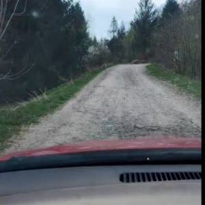 Takie ujęcia to rzadkość! Bliskie spotkanie z wilkiem na drodze [WIDEO]