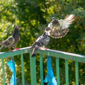 Jak odstraszyć gołębie? Dzięki temu nawet nie podlecą do balkonu