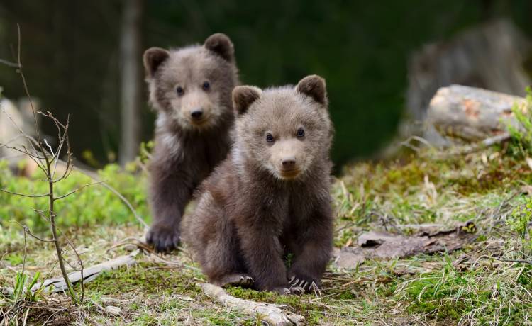 Kierowca przybija piątkę... niedźwiedziowi! 
