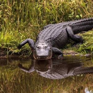 Uciekł z paszczy śmierci. Aligator zaatakował rowerzystę na Florydzie              