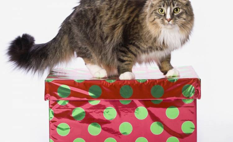 Masz kota? Pod żadnym pozorem nie wieszaj tej ozdoby na choince