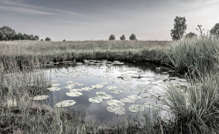 "Mięsożerna bakteria" doprowadziła do jego śmierci. Wystarczyło, że wszedł do wody