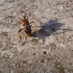 Wtyk amerykański. Inwazyjny gatunek, który coraz liczniej pojawia się w polskich domach. Czy jest niebezpieczny?