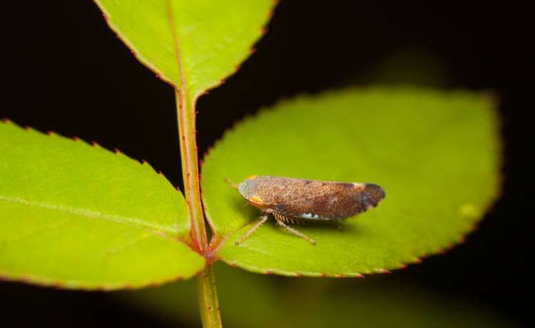 fot. Shutterstock, zdj. ilustracyjne