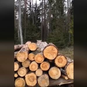 Potężny ryś na stercie drewna w lesie. Zaskakujące zachowanie drapieżnika: "To się nie zdarza"!                                                        