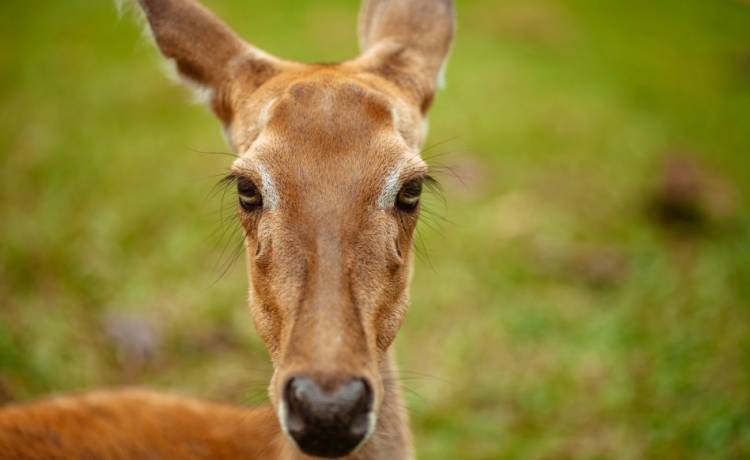 Mężczyzna od kilku miesięcy mieszkał z... sarną. Odpowie za to przed sądem