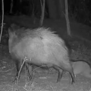 "Leśne wampiry" w akcji. Ich atak nagrała fotopułapka! Nagranie trzyma w napięciu! [WIDEO]