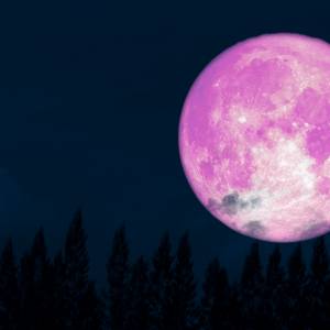 Pełnia Różowego Księżyca. Co to za zjawisko i skąd pochodzi jego nazwa?