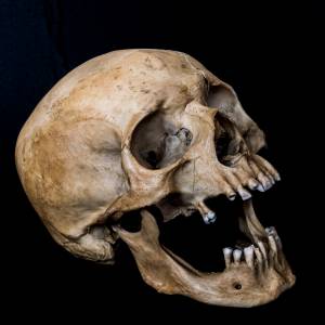 Sklep wystawił na sprzedaż zabawkę. Okazało się, że to ludzka czaszka 