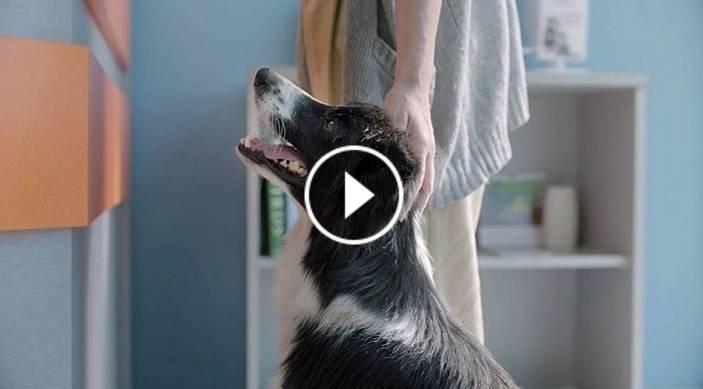 Widzisz na ulicy przestraszone i zdezorientowane zwierzę?! Reaguj! Zobaczcie ten film do końca! 