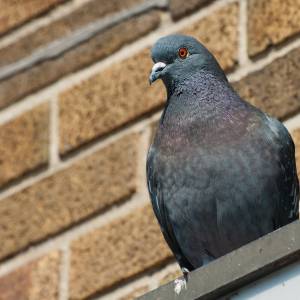 Gołąb kulturysta. Internauci przecierają oczy ze zdumienia! To nagranie ma miliony wyświetleń [WIDEO]