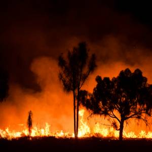 Starcie ognia i wody. Klęski żywiołowe pustoszą Australię. Najbardziej ucierpią zwierzęta?    