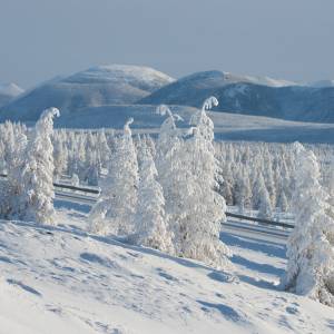 Rosyjscy naukowcy ożywili zwierzę sprzed 24 tys. lat! "Marzenia pisarzy sci-fi"