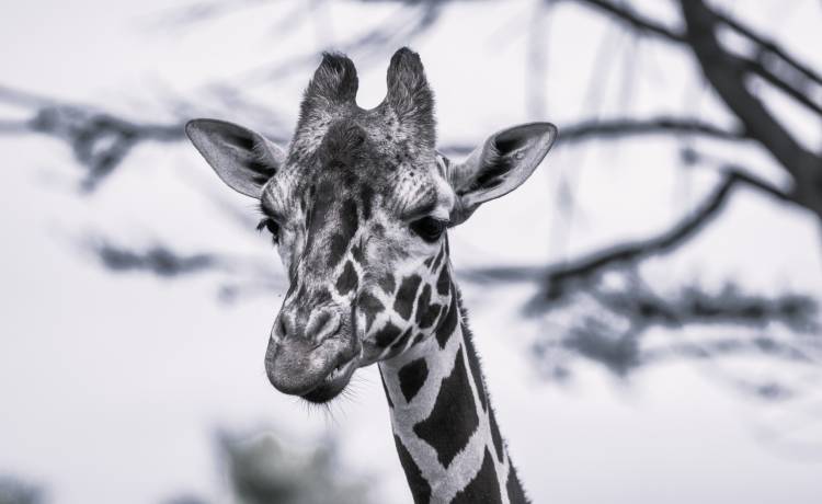 zdjęcie podglądowe, fot. UVL/Shutterstock
