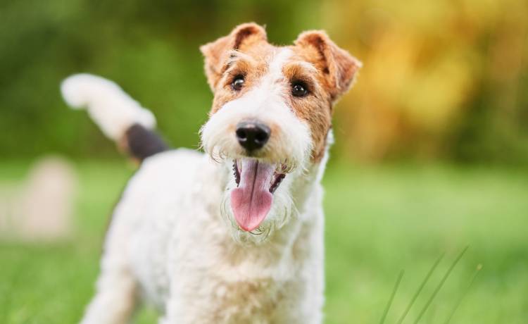 Para z Francji zgubiła psa na zagranicznych wakacjach. Terier czekał na nich w domu, przebiegł 380 km