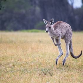 Czeska policja w akcji. Z zoo uciekł kangur 
