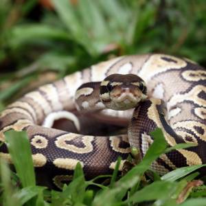 Wąż spadł na niego, gdy korzystał z toalety. Chwile grozy w Lublinie