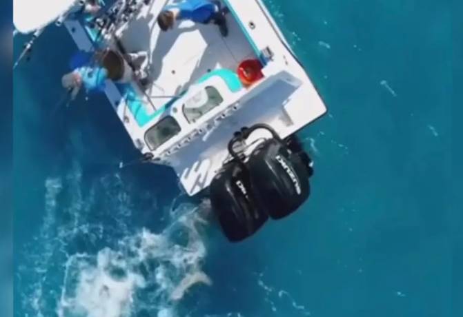 Ogromny żarłacz rzucił się na łódź. Drgała jak przy trzęsieniu ziemi [WIDEO]