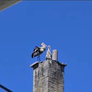 Gniazdo bocianów strawił pożar. Ich "dom" spłonął: "Biedne ptaki" [WIDEO]