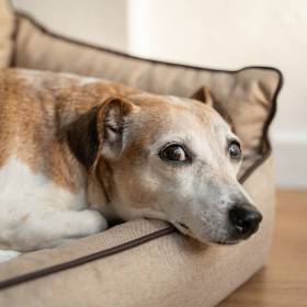 Twój pies się starzeje? Eksperci radzą, jak poprawić jakość jego życia